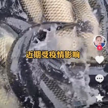 湖南草鱼青鱼