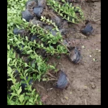 江苏胶东卫矛篱带营养杯根部粗壮成活率高死苗补发适应性强好载种