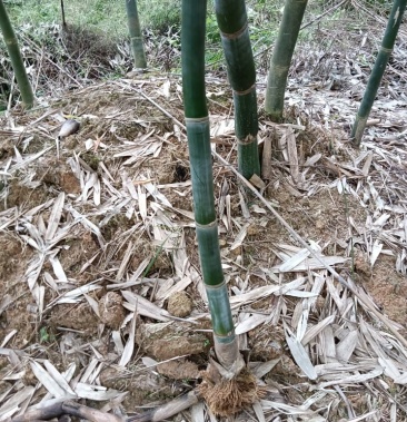 00元/棵 - 一亩田