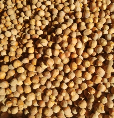 [平欧大果榛子批发]榛子价格8.00元/斤 - 一亩田