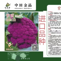 紫茵65紫菜花种子半松型口感脆嫩富含花青素经济效益高