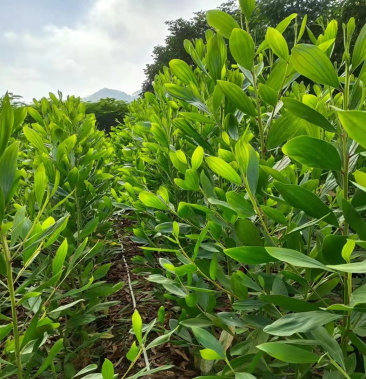 [批发]马占相思,大叶相思,1米-2米,大量出售价格7.00元/棵 - 一亩田