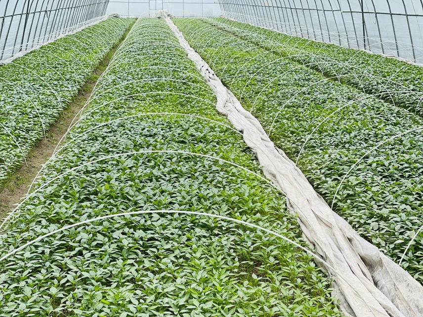 图片说明:科研人员正在实验室中进行螺丝椒种子的基因检测与品种改良工作 螺丝椒种子公司实验室科研人员工作场景