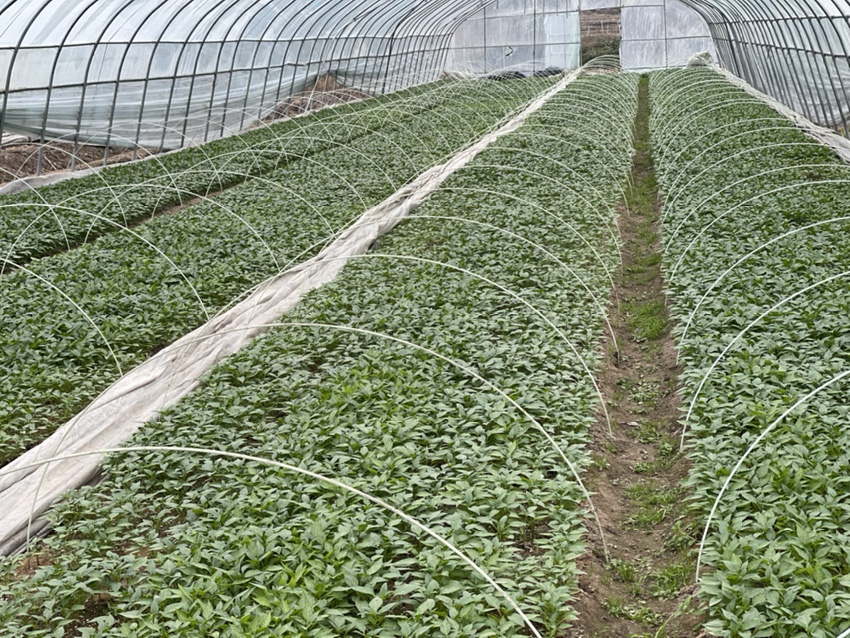 龙腾螺丝椒种植基地分布广泛,主要集中在南方辣椒主产区 龙腾螺丝椒种植基地航拍图