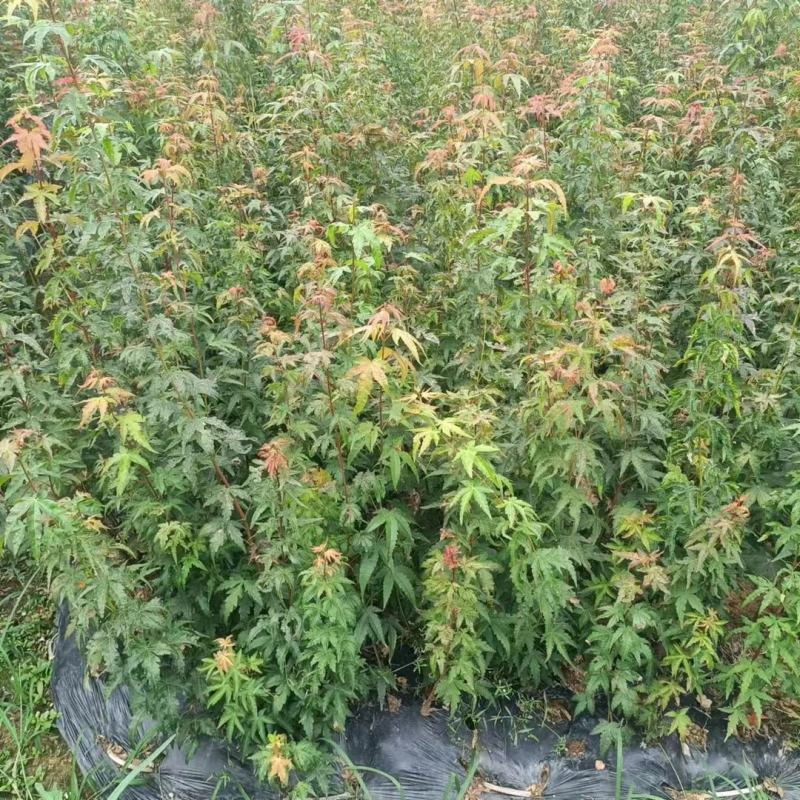 鸡爪槭小苗,九江鸡爪槭,园林绿化工程小苗,红叶鸡爪槭