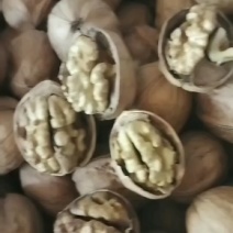 新疆喀什的185纸皮核桃质量保证长期合作伪本
