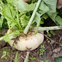 温州盘菜