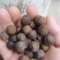 野生小茶籽