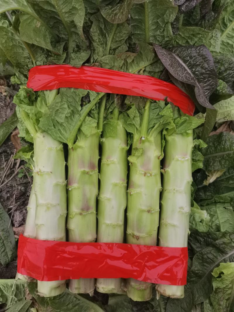 红尖叶,二青莴笋竹筒青,花叶子竹筒青圆叶竹筒青,黑牛皮竹