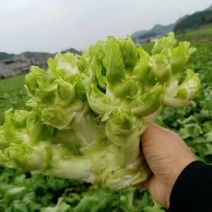 大心儿菜