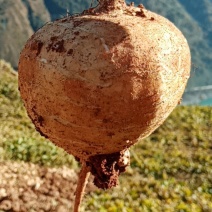 大凉山优质农产品，地瓜，凉薯，豆薯