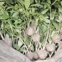 洒金珊瑚