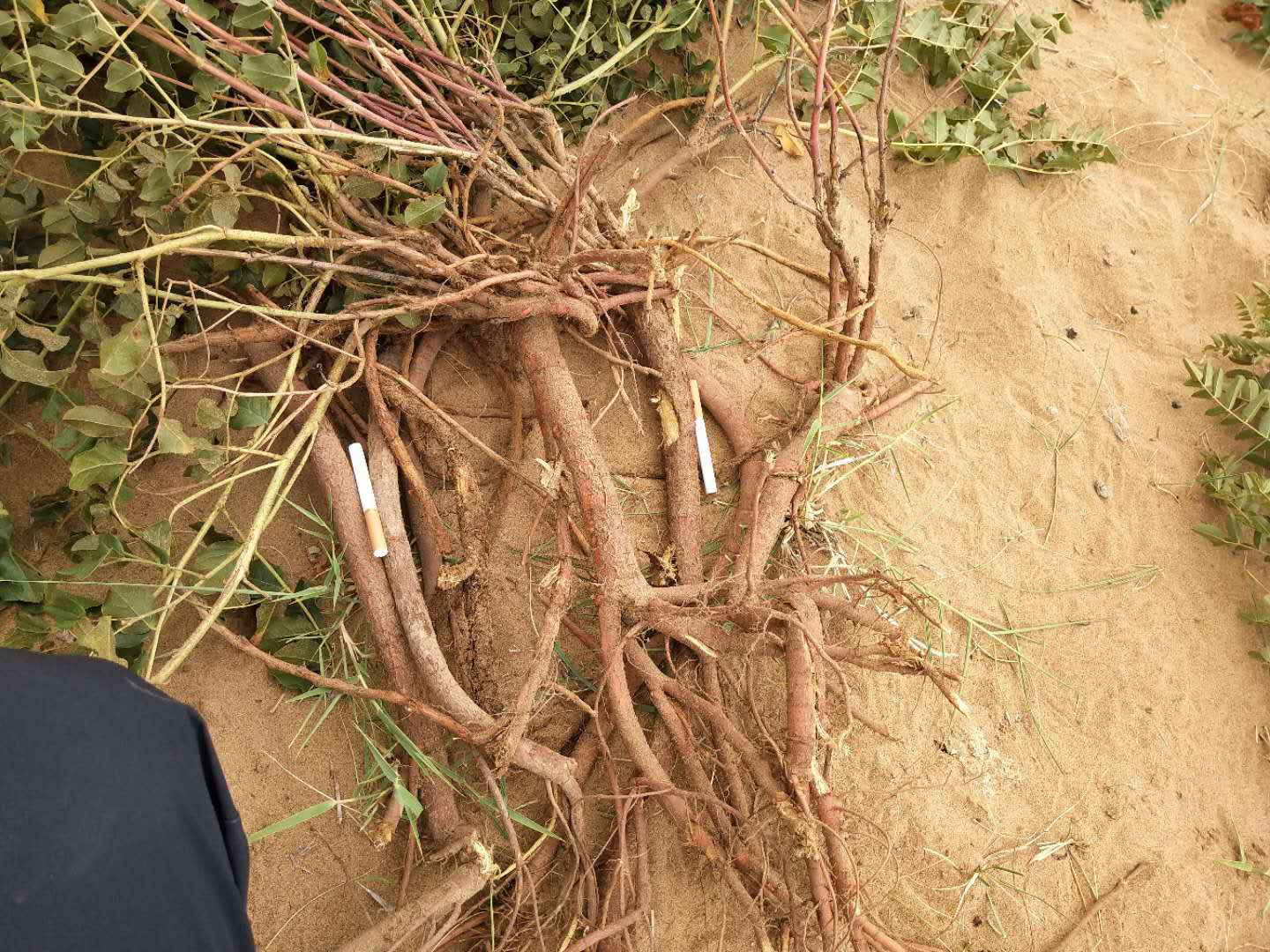 马唐草田间生长实景图