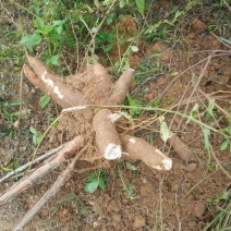 木薯