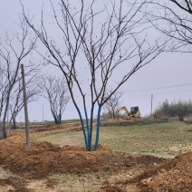 原生丛生合欢