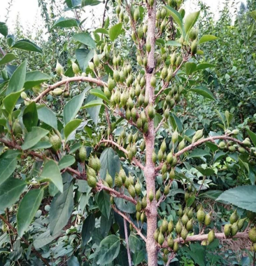 [连翘苗批发]连翘苗 药用连翘 中药材连翘 高产连翘苗价格0.