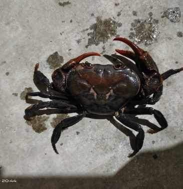 [河蟹批发]山螃蟹价格50.00元/斤 - 一亩田