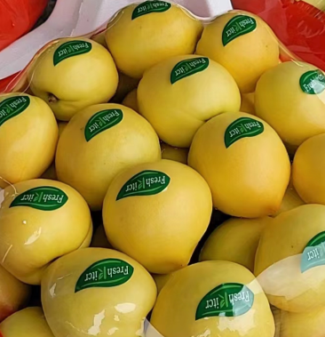 [春雪桃批发]河北唐山乐亭大棚水蜜桃代收代办,欢迎全国客商到来价格