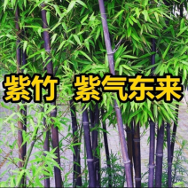 紫竹耐寒竹子苗庭院竹苗室内植物罗汉竹青竹苗紫竹苗金镶玉竹