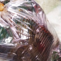 芥菜疙瘩五香的自产自销，囗味香甜脆爽。
