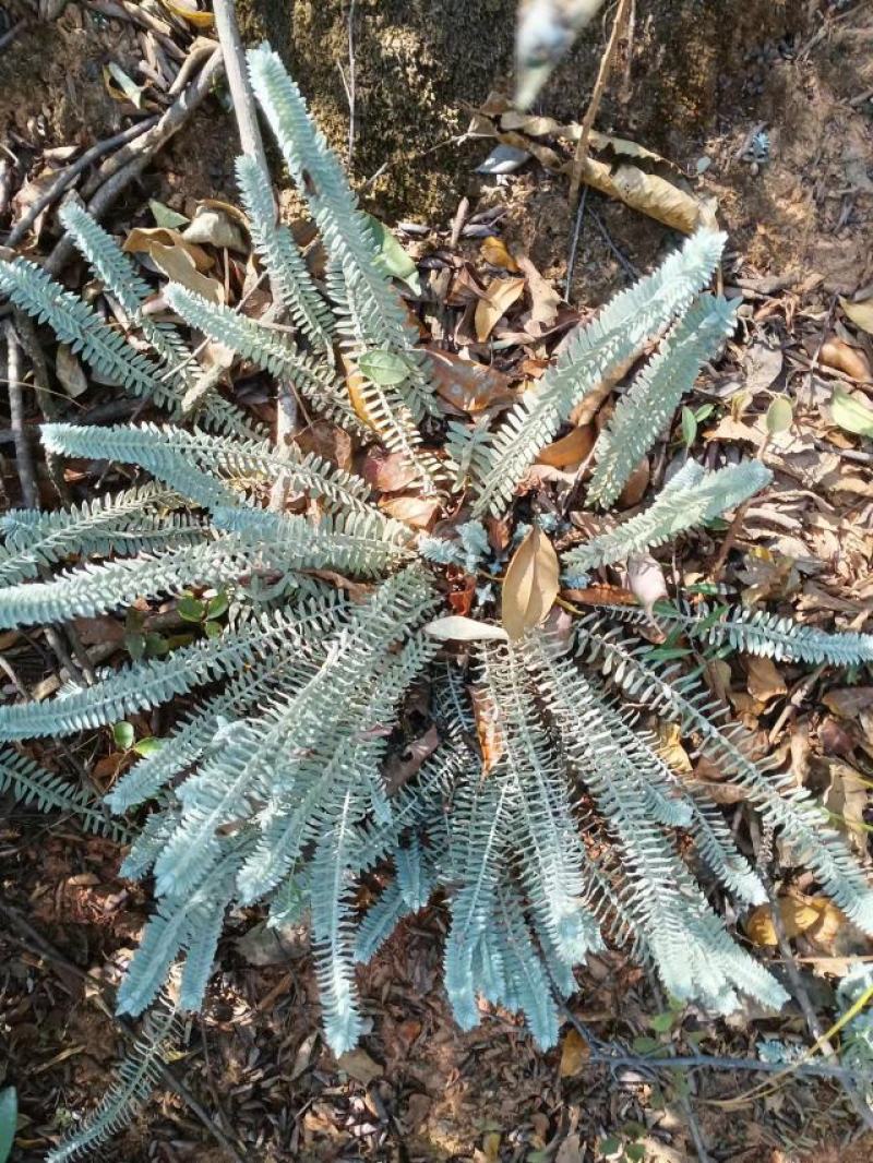 鹿茸草水草图片