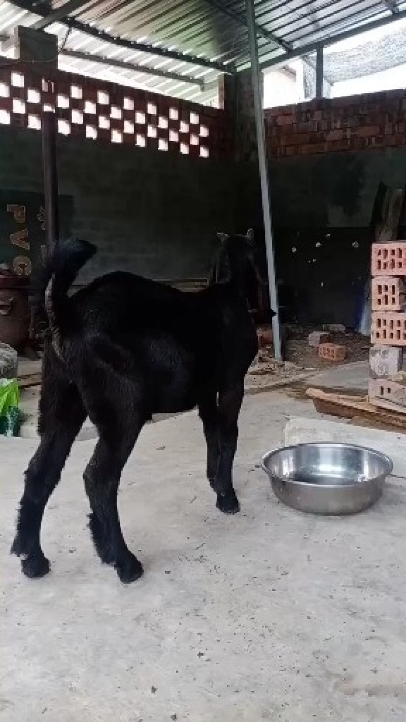 精品努比亚种公羊,种母羊喜欢的速快带走