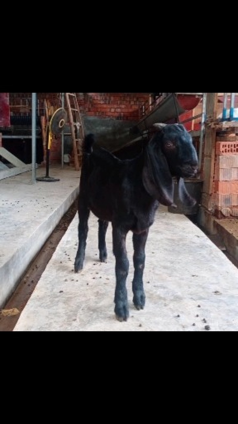 精品努比亚种公羊,种母羊喜欢的速快带走