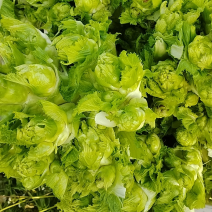 精品儿菜价格便宜
