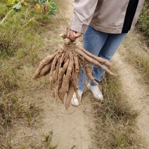 来宾新鲜现挖白面包木薯