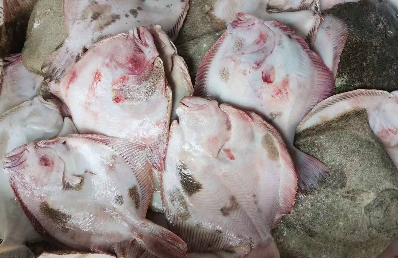 多宝鱼体表颜色展示图