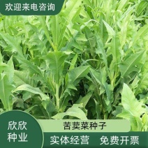 饲用苦荬菜种子牧草籽牛羊鸡鸭鹅兔鱼猪草买卖麦麻南北方包邮