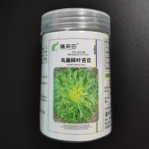 鸟巢碎叶苦苣种子小叶苦苣种子苦菊种子农户农家庭院种植蔬菜