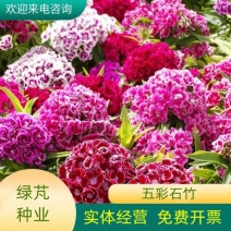 五彩石竹种子四季种混色常夏石竹美国石竹种庭院绿化观赏花种
