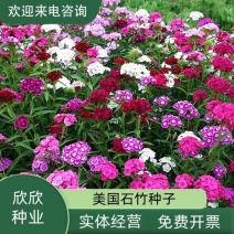 美国石竹种子五彩石竹耐寒草花少女石竹五彩石竹种子多年生花