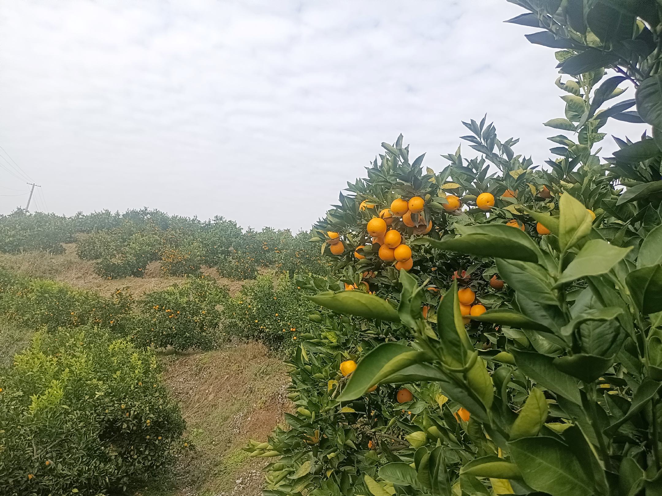 一片阳光照耀下的血橙果园,树上挂满了橙红色的果实,部分果皮带有紫红色晕染,农夫正在采摘成熟的血橙,地面铺有反光膜,背景为丘陵地貌,清晨薄雾未散 血橙果园实景