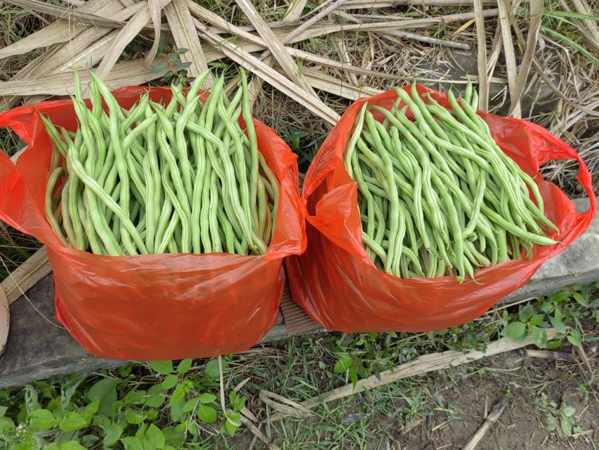 无筋豆炒肉成品图,色泽鲜亮,香气扑鼻 成品图:无筋豆炒肉装在白色盘中