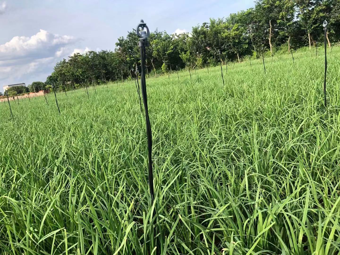 大叶韭菜的植株与盛开的韭菜花