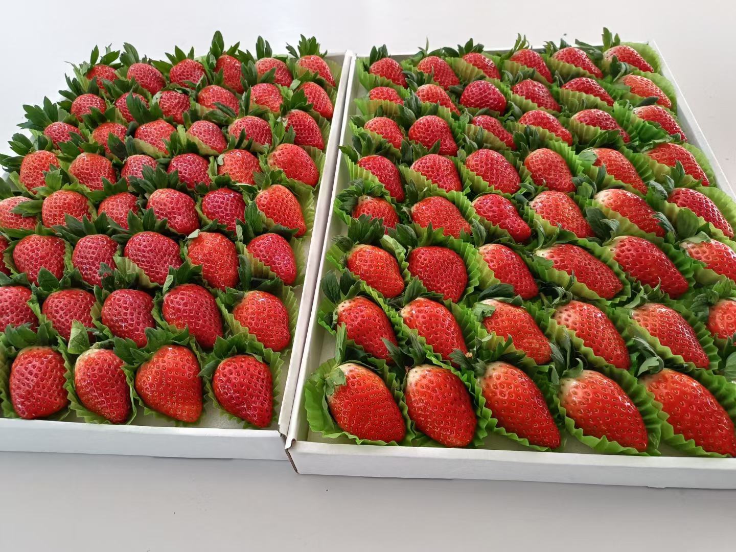 甜宝草莓礼盒包装展示