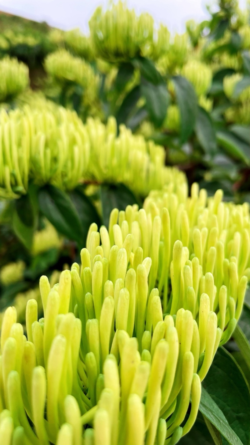 中药材金银花渝蕾1号基地直供蒸汽杀青无硫干燥
