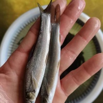 淡水银鳕鱼苗批发好养耐活本地养殖银雪鱼苗批发