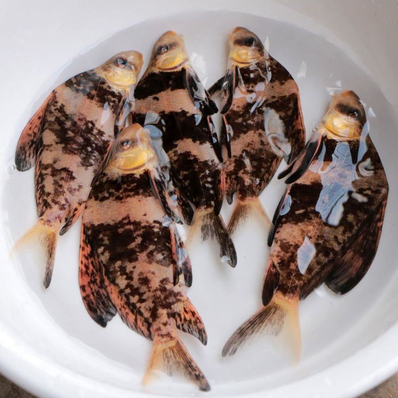 胭脂鱼苗活体淡水养殖食用大型冷水好养观赏