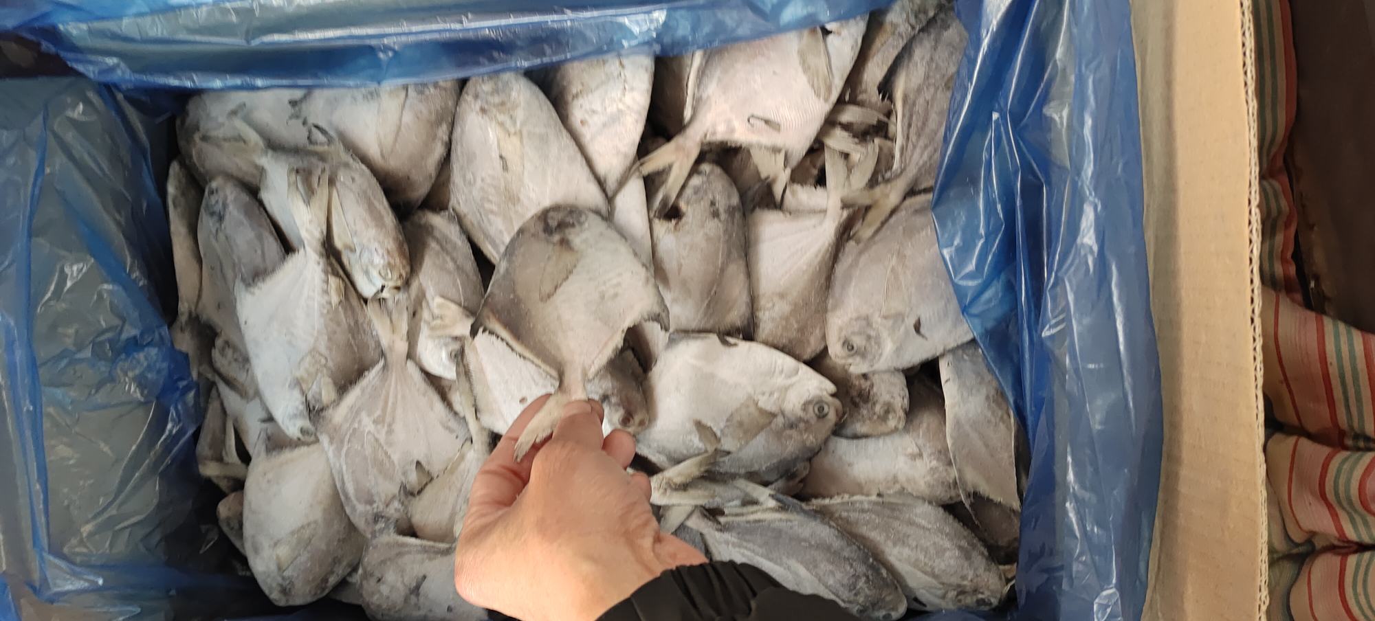 工作人员对即将运输的紫甘蓝鱼进行质量检测 紫甘蓝鱼装车运输前质检过程
