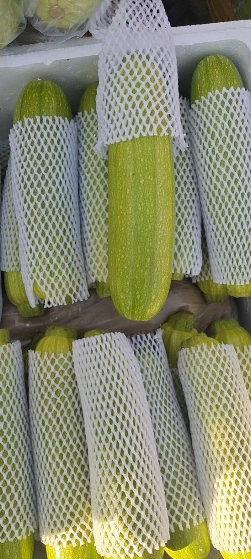 绿皮西葫芦角瓜品质保障对接商超支持电商产地直发
