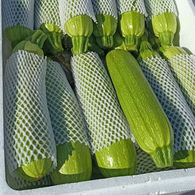 绿皮西葫芦角瓜品质保障对接商超支持电商产地直发