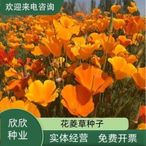 花菱草种子四季种易活花种子耐寒多年生宿根花籽庭院室外阳台
