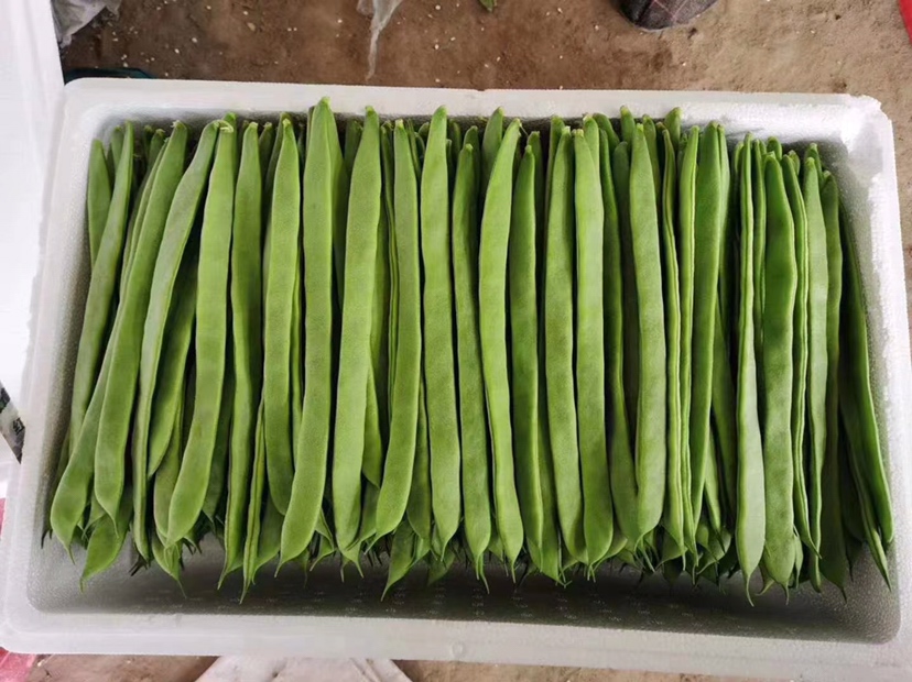 一篮子新鲜翠绿色的扁豆,豆荚饱满挺直,表面光滑无斑点,背景为厨房操作台,光线明亮自然 新鲜扁豆特写