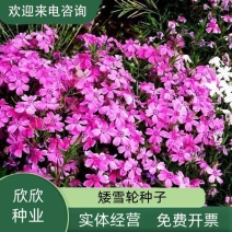矮雪轮种子大蔓樱花地被盆栽春播花卉花种子四季花卉四季开花