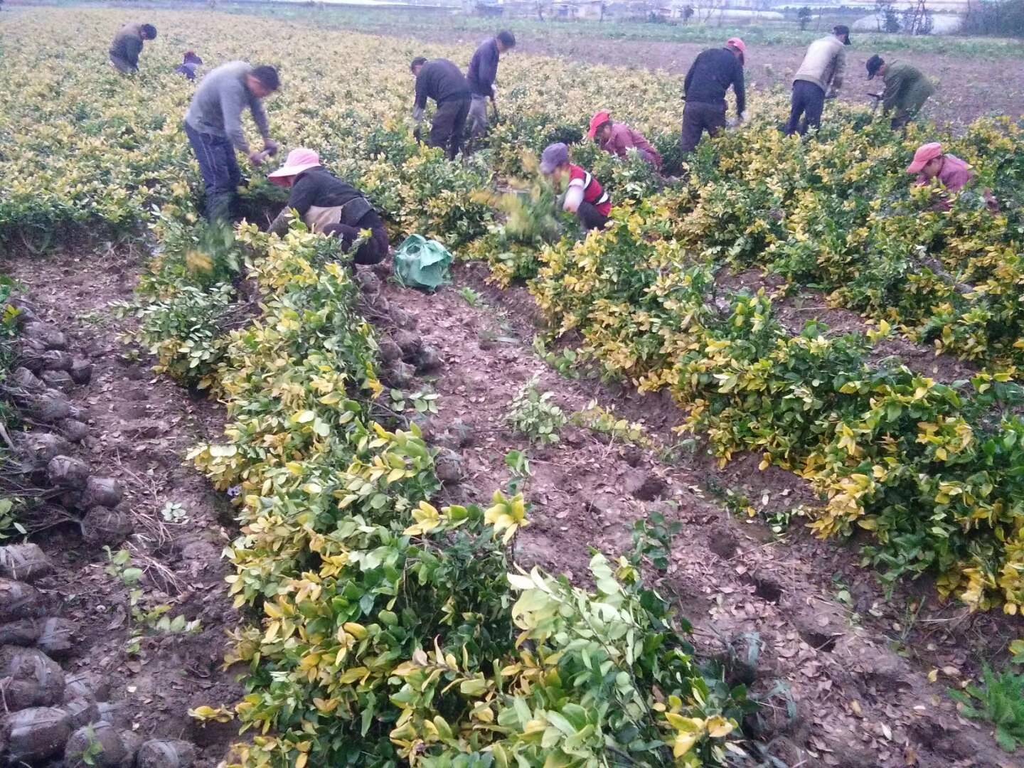 大叶女贞种植户正在采摘果实,现场忙碌有序 大叶女贞种植户采摘现场