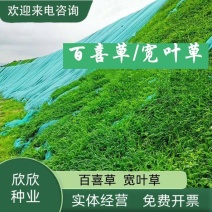 百喜草种子宽叶雀稗百喜草牧草种子护坡绿化固土复绿种子夏