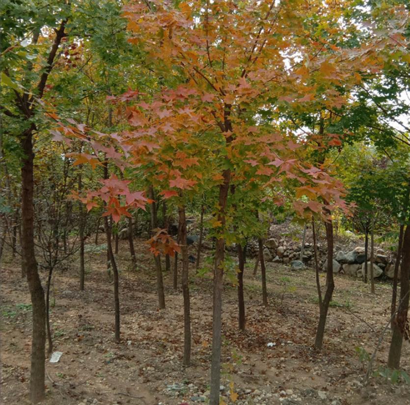 秋季山林中的五角枫群落,树叶呈现出鲜艳的红色、橙色和金黄色,阳光透过叶片形成光影交错的效果,地面落叶层厚实,生态环境良好,远处可见连绵山脉 五角枫秋季变色景观实景图